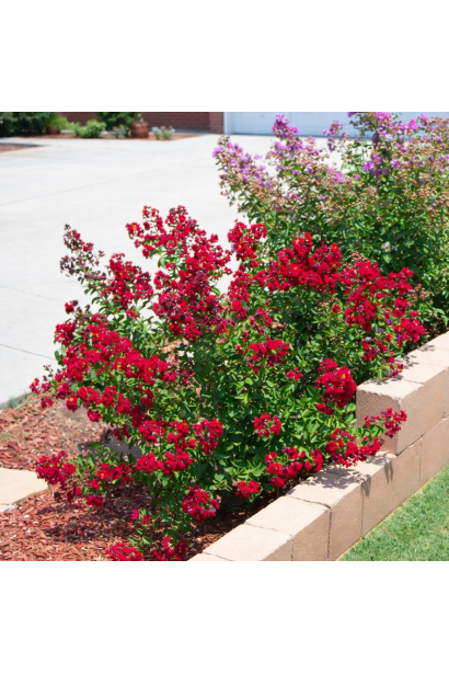 Lagerstroemia Петіт Ред використання